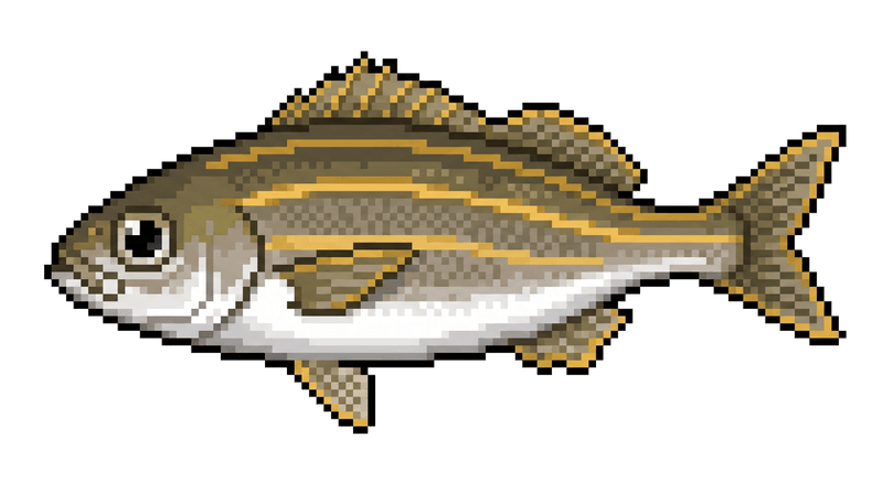 黃雞魚