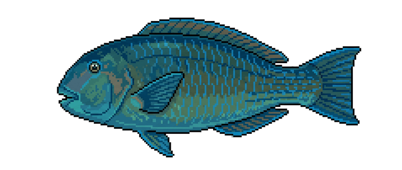 石老魚
